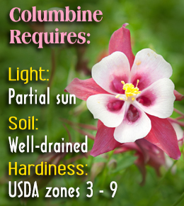 Tips to grow and care for Columbine flowers