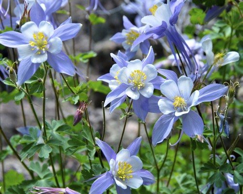 Rocky Mountain Columbine