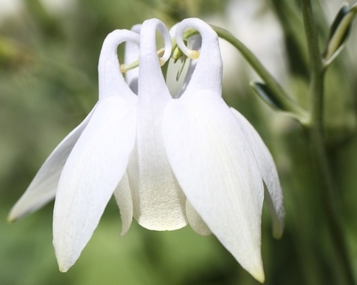 Inverted columbine flower