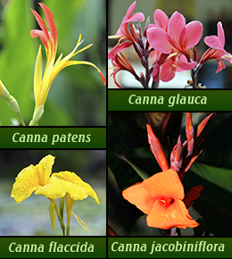 Varieties of Canna lily