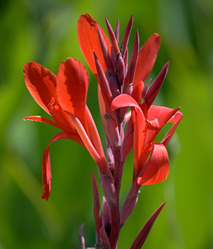 Canna amabilis