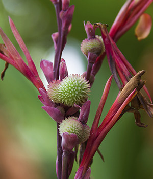 Canna bangii