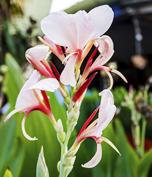 Canna discolor