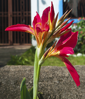 Canna coccinea