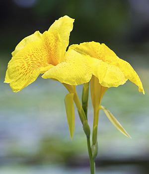 Canna flacida