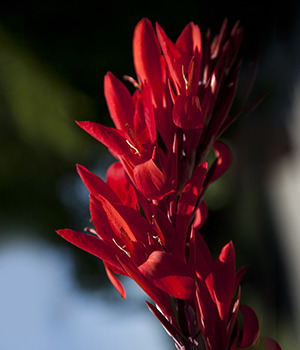 Red Canna indica