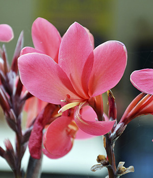 Canna glauca