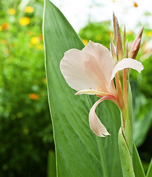 Canna liliiflora