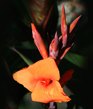 Canna jacobiniflora