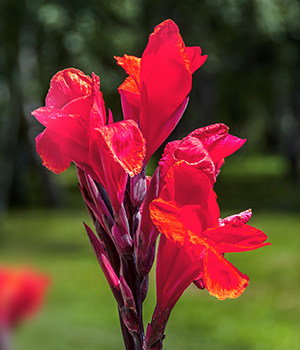 Canna iridiflora