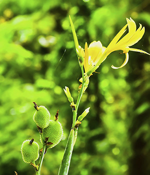 Canna pedunculata