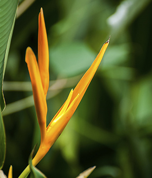 Canna paniculata