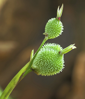 Canna speciosa