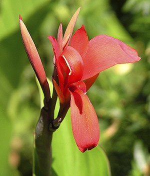 Canna tuerckheimii