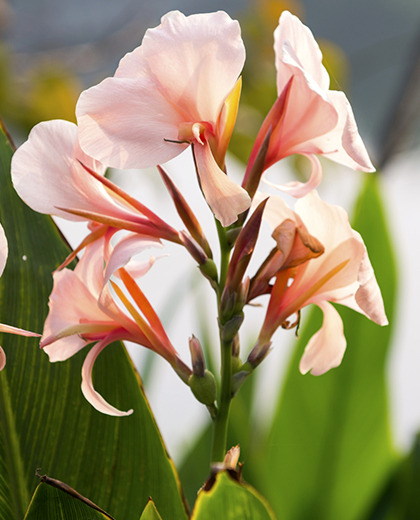 Canna apricot dream