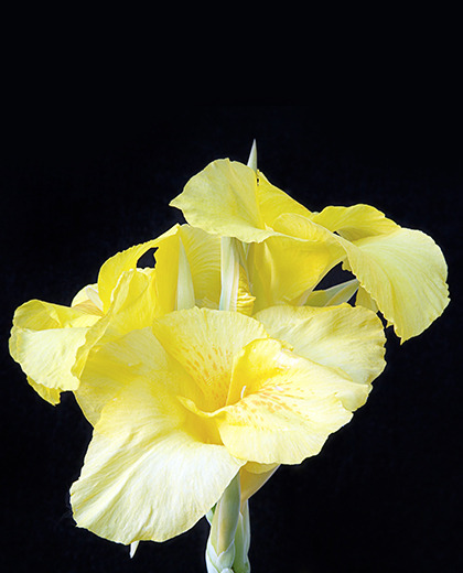 Canna eureka