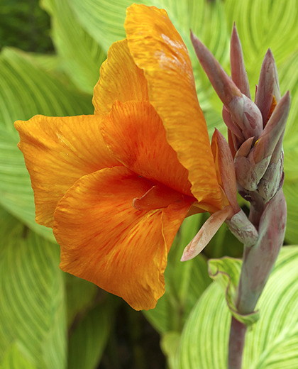 Canna bengal tiger