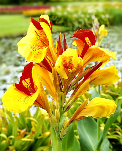 Canna cleopatra