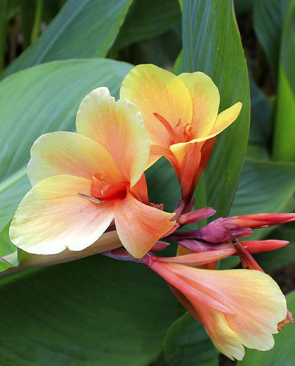 Canna indian shot