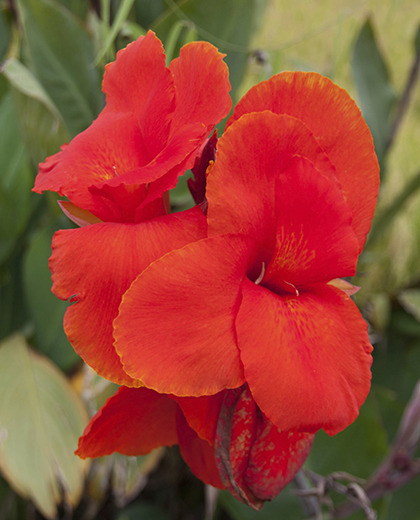 Canna pretty butterfly