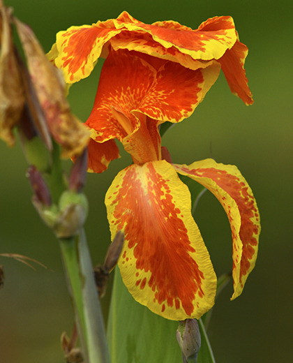 Canna queen charlotte