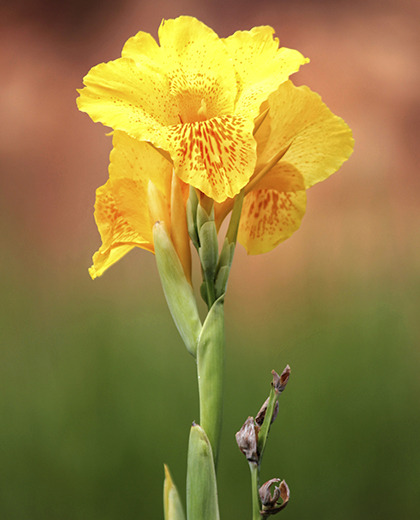 Yellow canna italian