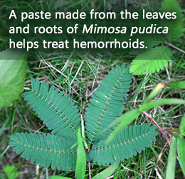 Medicinal uses of Mimosa pudica