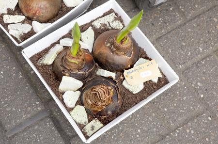 Amaryllis bulbs