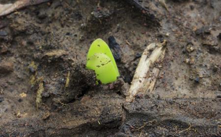 covered with soil