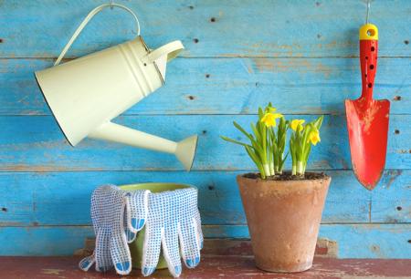 watering lily flower