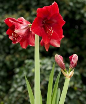 bloomed amaryllis