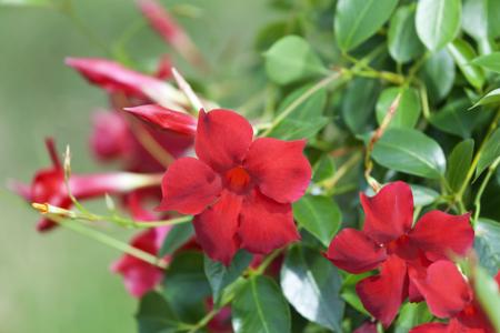 Mandevilla flowers