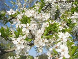 White flowers on plum tree