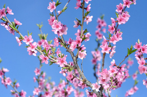 Plum tree with pink flowers