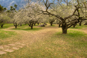 Flowering plum tree