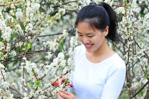 Pruning plum trees