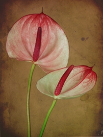 Anthurium