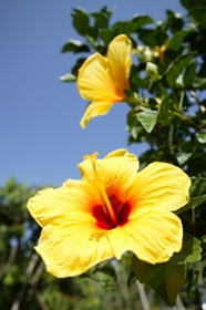 Hibiscus