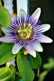 Passiflora