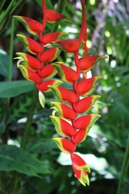 Heliconia