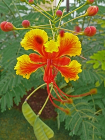 Caesalpinia