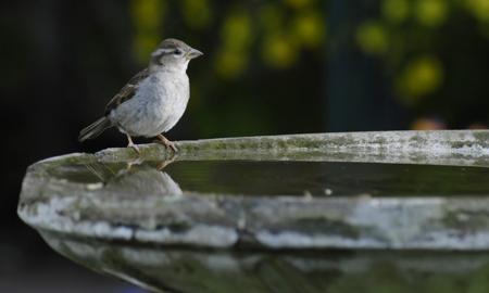 Bird on edge of birdbath