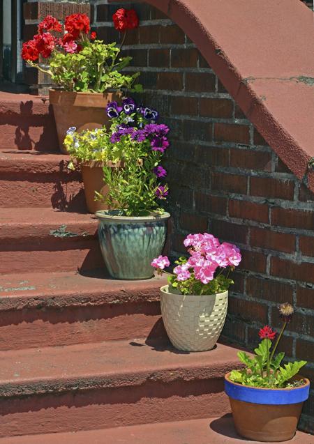 Flowerpots on old stairs