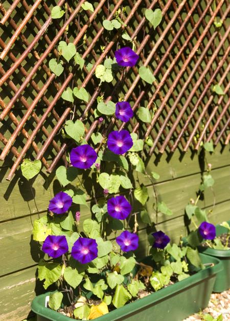 purple flowers on trellis