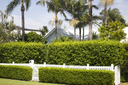 hedging in garden