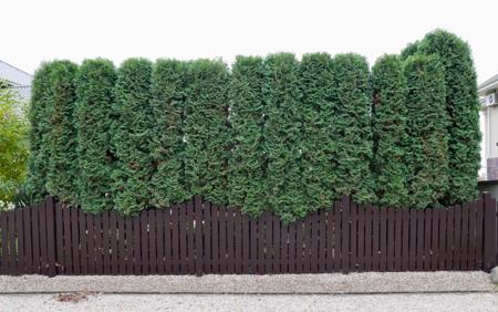 fence and plants