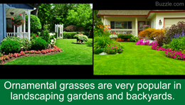Ornamental grasses for landscaping