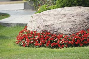 accentuate boulders-a boulder surrounded with red flowers