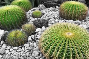 ground covers-rocks and cacti
