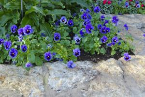 flower bed border-rocks used as flower bed border